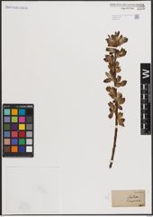 Foto von Salix caprea L.